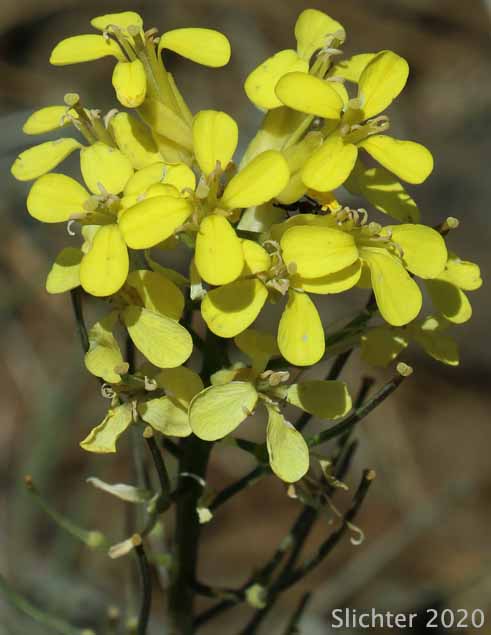Douglas' Wallflower, Prairie Rocket, Rough Wallflower, Sanddune Wallflower, Western Wallflower: Erysimum capitatum var. capitatum (Synonyms: Erysimum arkansanum, Erysimum asperum, Erysimum asperum ssp. capitatum, Erysimum asperum var. arkansanum, Erysimum asperum var. capitatum , Erysimum capitaum var. stellatum, Erysimum capitatum var. washoense, Erysimum elatum, Erysimum moniliforme, Erysimum wheeleri)
