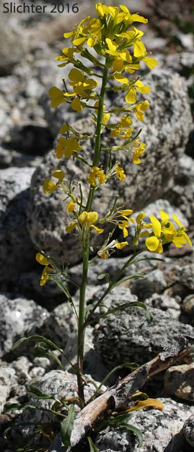 Douglas' Wallflower, Prairie Rocket, Rough Wallflower, Sanddune Wallflower, Western Wallflower: Erysimum capitatum var. capitatum (Synonyms: Erysimum arkansanum, Erysimum asperum, Erysimum asperum ssp. capitatum, Erysimum asperum var. arkansanum, Erysimum asperum var. capitatum , Erysimum capitaum var. stellatum, Erysimum capitatum var. washoense, Erysimum elatum, Erysimum moniliforme, Erysimum wheeleri)