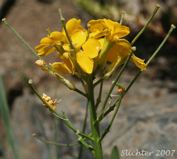 Developing fruits of Douglas' Wallflower, Prairie Rocket, Rough Wallflower, Sanddune Wallflower, Western Wallflower: Erysimum capitatum var. capitatum (Synonyms: Erysimum arkansanum, Erysimum asperum, Erysimum asperum ssp. capitatum, Erysimum asperum var. arkansanum, Erysimum asperum var. capitatum , Erysimum capitaum var. stellatum, Erysimum capitatum var. washoense, Erysimum elatum, Erysimum moniliforme, Erysimum wheeleri)