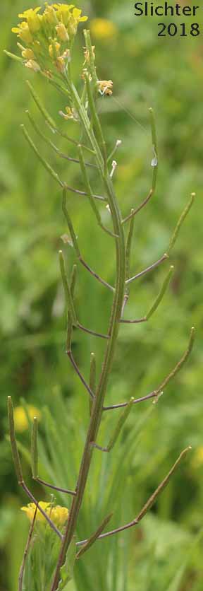 Treacle Mustard, Wormseed Mustard: Erysimum cheiranthoides (Cheiranthus cheiranthoides, Cheirnia cheiranthoides)