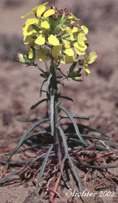 Pale Wallflower, Pale Wall Flower, Western Wallflower Erysimum occidentale (Synonyms: Cheiranthus occidentalis, Cheirinia occidentalis)