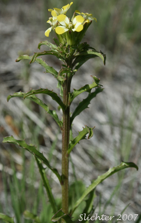 Bushy Wallflower, Repand Wallflower, Spreading Wallflower: Erysimum repandum (Synonym: Cheirinia repanda)