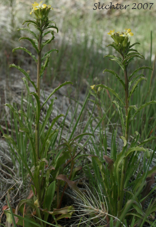 Bushy Wallflower, Repand Wallflower, Spreading Wallflower: Erysimum repandum (Synonym: Cheirinia repanda)