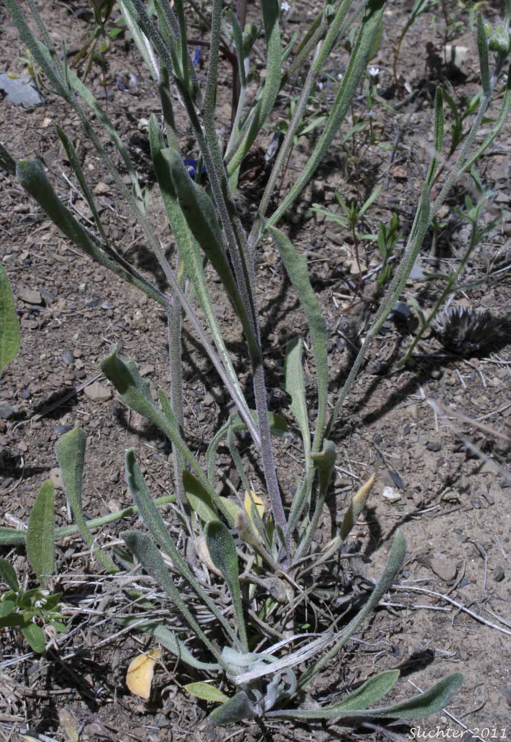 Basal leaf rosette and lower stem leaves of Whited's Fissurewort, Whited's Halimolobos: Sandbergia whitedii (Synonyms: Arabis whitedii, Halimolobos whitedii)