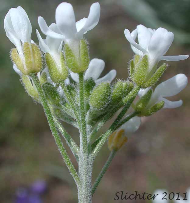 Portion of the inflorescence of Whited's Fissurewort, Whited's Halimolobos: Sandbergia whitedii (Synonyms: Arabis whitedii, Halimolobos whitedii)