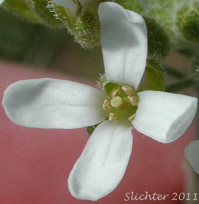 Close-up of a flower of Whited's Fissurewort, Whited's Halimolobos: Sandbergia whitedii (Synonyms: Arabis whitedii, Halimolobos whitedii)