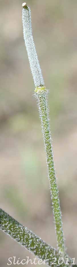 Fruit and pedicel of Whited's Fissurewort, Whited's Halimolobos: Sandbergia whitedii (Synonyms: Arabis whitedii, Halimolobos whitedii)