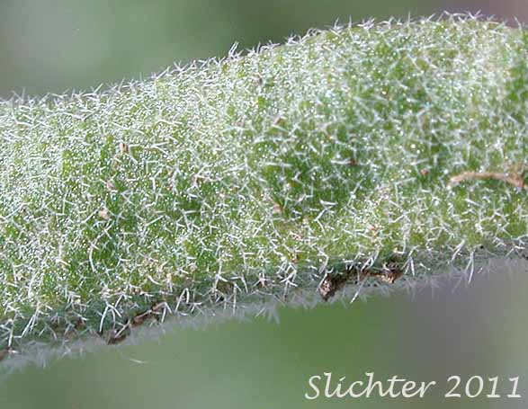 Close-up of the hairs on the ventral surface of a leaf of Whited's Fissurewort, Whited's Halimolobos: Sandbergia whitedii (Synonyms: Arabis whitedii, Halimolobos whitedii)