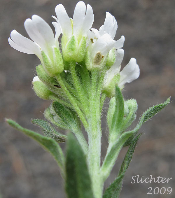 Flowers of Whited's Fissurewort, Whited's Halimolobos: Sandbergia whitedii (Synonyms: Arabis whitedii, Halimolobos whitedii)