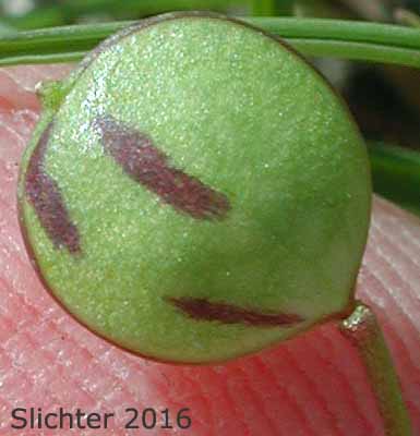 Pod of Flatpod, Oldstem Idahoa, Scalepod, Scale Pod: Idahoa scapigera (Synonym: Platyspermum scapigerum)