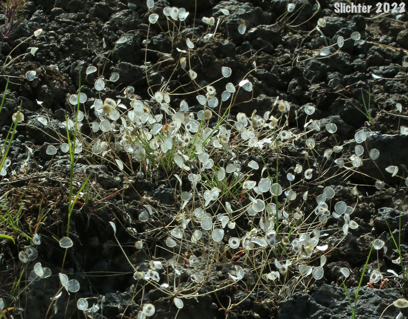 Mature seed pods of Flatpod, Oldstem Idahoa, Scalepod, Scale Pod: Idahoa scapigera (Synonym: Platyspermum scapigerum)