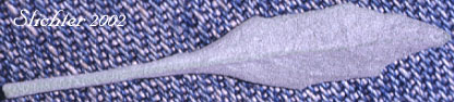 Leaf of Columbia Bladderpod, Douglas' Bladderpod: Physaria douglasii ssp. douglasii (Synonym: Lesquerella douglasii)