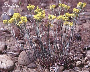Columbia Bladderpod, Douglas' Bladderpod: Physaria douglasii ssp. douglasii (Synonym: Lesquerella douglasii)