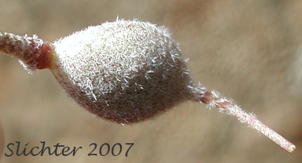 Fruit of Western Bladderpod, Western Bladder Pod, Western Twin Bladderpod: Physaria occidentalis ssp. occidentalis (Synonyms: Lesquerella cusickii, Lesquerella occidentalis, Lesquerella occidentalis ssp. cusickii, Lesquerella occidentalis var. cusickii, Lesquerella occidentalis ssp. occidentalis, Lesquerella occidentalis var. occidentalis, Physaria occidentalis, Physaria occidentalis var. occidentalis)