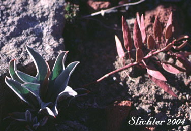 Fruits of Dagger Pod: Phoenicaulis cheiranthoides