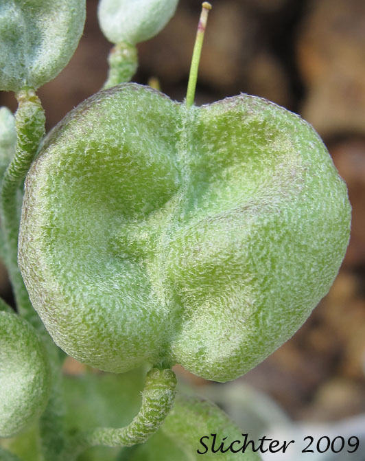 Pod of Alpine Twinpod, Washington Twinpod: Physaria alpestris (Synonym: Lesquerella alpestris)