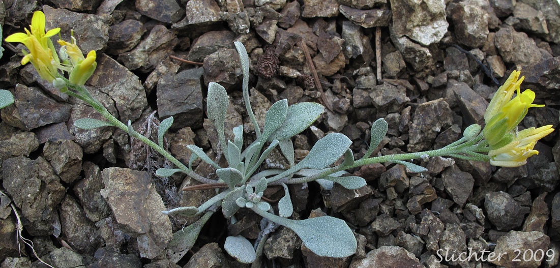 Alpine Twinpod, Washington Twinpod: Physaria alpestris (Synonym: Lesquerella alpestris)