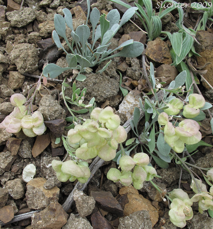 Seed pods of Alpine Twinpod, Washington Twinpod: Physaria alpestris (Synonym: Lesquerella alpestris)
