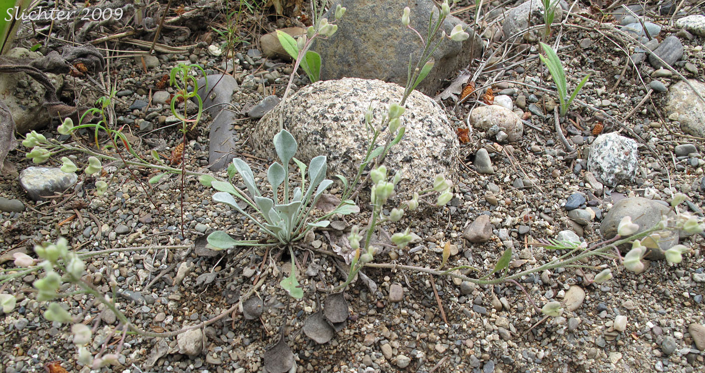 Double Bladderpod, Geyer's Bladderpod, Geyer's Twinpod: Physaria geyeri ssp. geyeri (Synonym: Physaria geyeri var. geyeri)