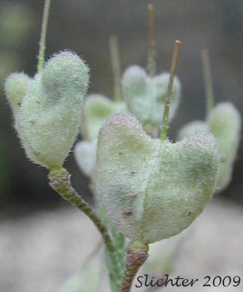 Seed pods of Double Bladderpod, Geyer's Bladderpod, Geyer's Twinpod: Physaria geyeri ssp. geyeri (Synonym: Physaria geyeri var. geyeri)