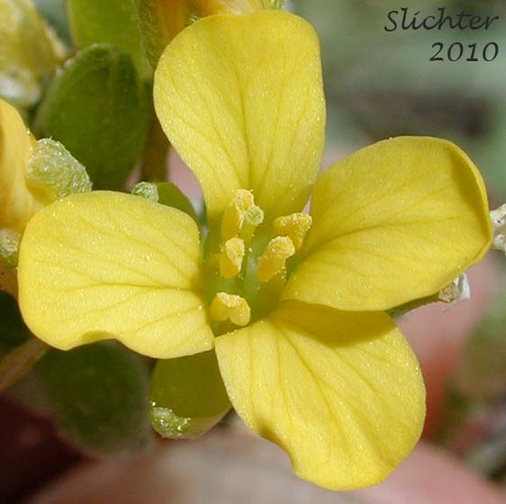 Close-up view of the flower (from above) of Double Bladderpod, Geyer's Bladderpod, Geyer's Twinpod: Physaria geyeri ssp. geyeri (Synonym: Physaria geyeri var. geyeri)