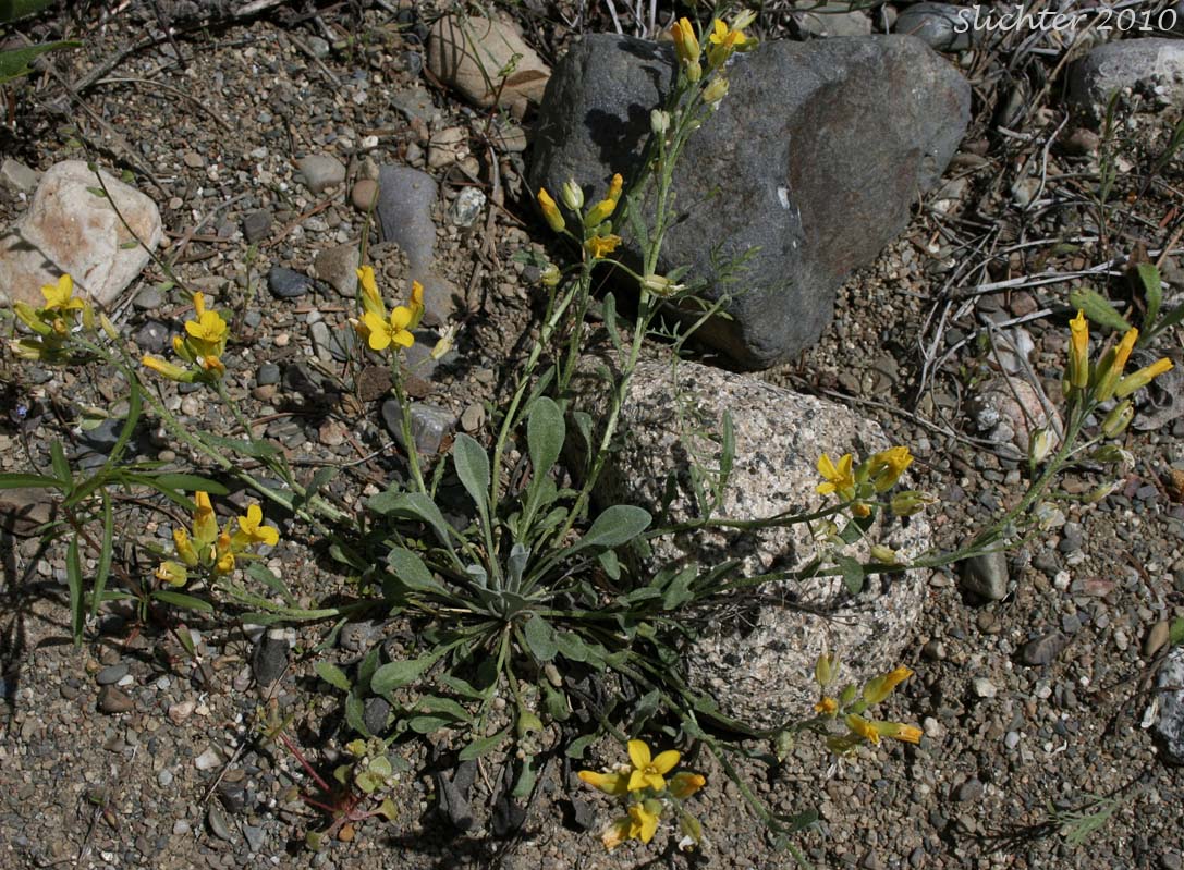 Geyer's twinpod: Physaria geyeri