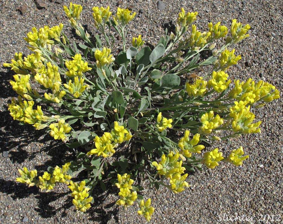 Double Bladderpod, Geyer's Bladderpod, Geyer's Twinpod: Physaria geyeri ssp. geyeri (Synonym: Physaria geyeri var. geyeri)