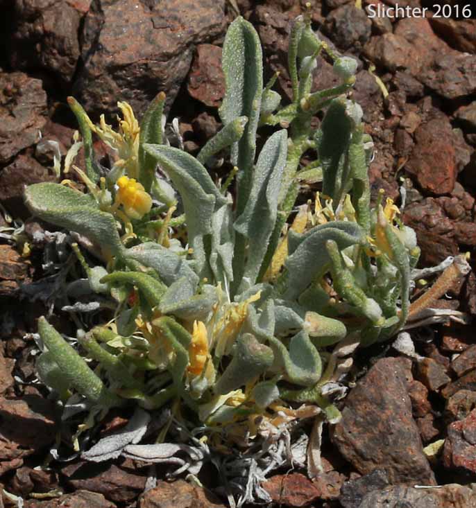 King's Bladderpod, Sherwood's Bladderpod, Wallowa Bladderpod: Physaria kingii ssp. diversifolia (Synonyms: Lesquerella kingii var. sherwoodii, Lesquerella kingii ssp. diversifolia, Lesquerella occidentalis, Lesquerella occidentalis var. diversifolia, Lesquerella diversifolia, Lesquerella sherwoodii, Lesquerella occidentalis ssp. diversifolia)