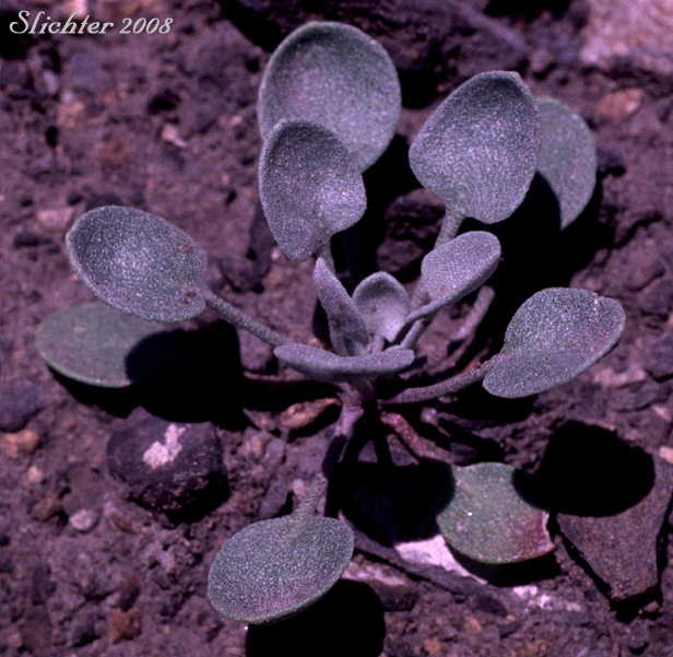 King's Bladderpod, Sherwood's Bladderpod, Wallowa Bladderpod: Physaria kingii ssp. diversifolia (Synonyms: Lesquerella kingii var. sherwoodii, Lesquerella kingii ssp. diversifolia, Lesquerella occidentalis, Lesquerella occidentalis var. diversifolia, Lesquerella diversifolia, Lesquerella sherwoodii, Lesquerella occidentalis ssp. diversifolia )