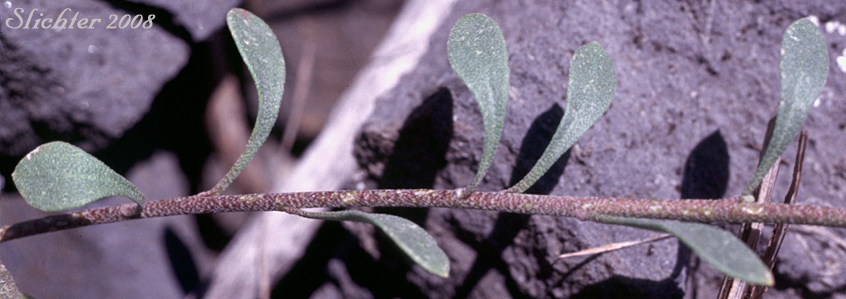 Stem leaves of King's Bladderpod, Sherwood's Bladderpod, Wallowa Bladderpod: Physaria kingii ssp. diversifolia (Synonyms: Lesquerella kingii var. sherwoodii, Lesquerella kingii ssp. diversifolia, Lesquerella occidentalis, Lesquerella occidentalis var. diversifolia, Lesquerella diversifolia, Lesquerella sherwoodii, Lesquerella occidentalis ssp. diversifolia )