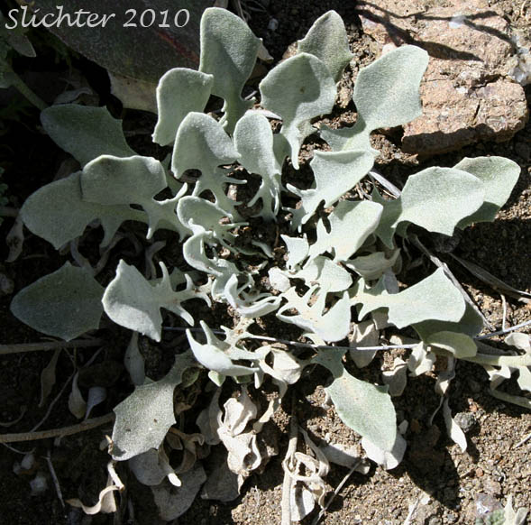 Basal leaves of Oregon Twinpod: Physaria oregona (Synonyms: Coulterina oregona, Physaria oregana)