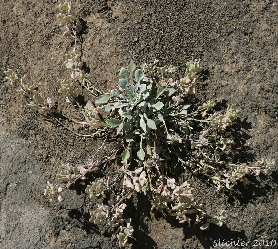 Oregon Twinpod: Physaria oregona (Synonyms: Coulterina oregona, Physaria oregana)