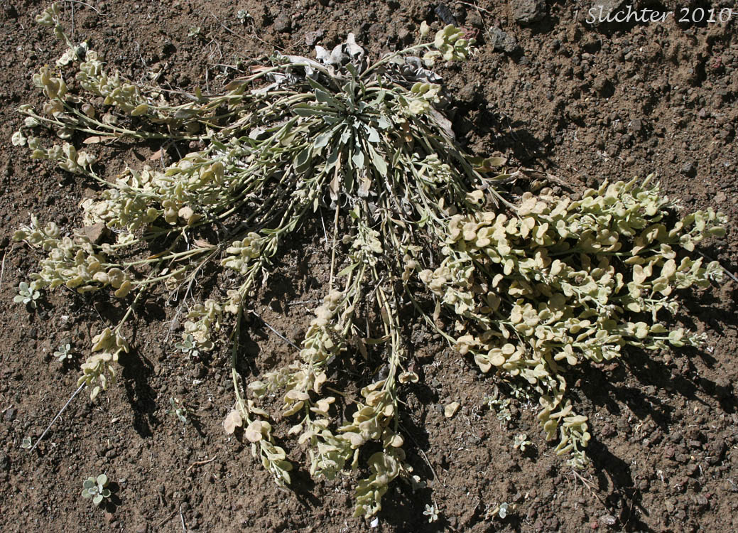 Oregon Twinpod: Physaria oregona (Synonyms: Coulterina oregona, Physaria oregana)