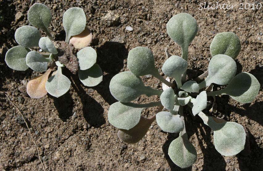 Basal leaves of young Oregon Twinpod: Physaria oregona (Synonyms: Coulterina oregona, Physaria oregana)