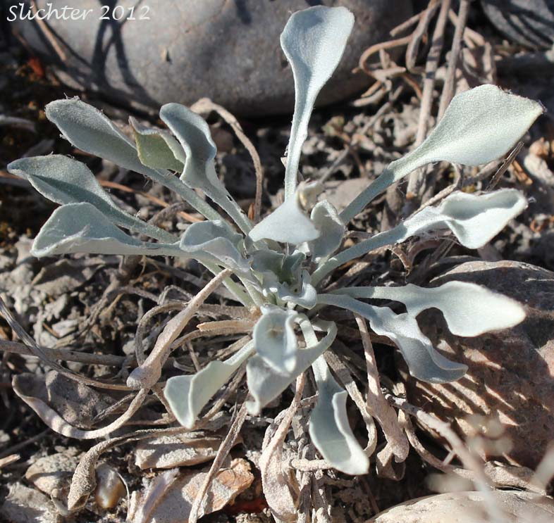 Basal leaves of what may be White Bluffs Bladderpod: Physaria douglasii ssp. tuplashensis (Synonym: Lesquerella tuplashensis)