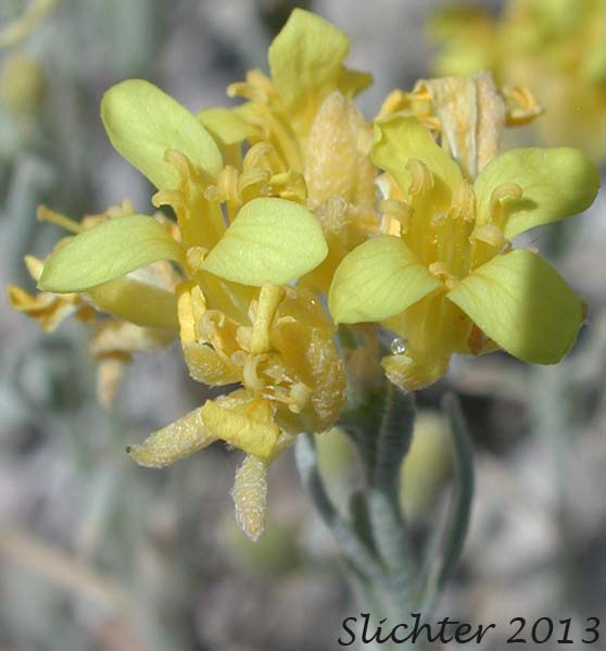 Flowers of White Bluffs Bladderpod: Physaria douglasii ssp. tuplashensis (Synonym: Lesquerella tuplashensis)White Bluffs Bladderpod: Physaria douglasii ssp. tuplashensis (Synonym: Lesquerella tuplashensis)