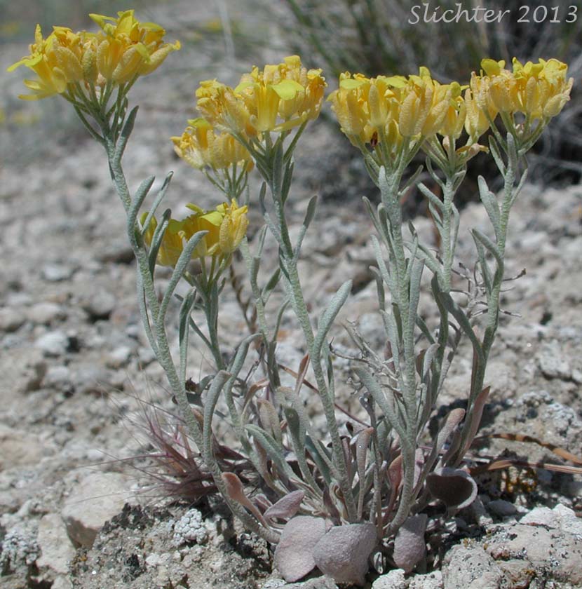 White Bluffs Bladderpod: Physaria douglasii ssp. tuplashensis (Synonym: Lesquerella tuplashensis)White Bluffs Bladderpod: Physaria douglasii ssp. tuplashensis (Synonym: Lesquerella tuplashensis)