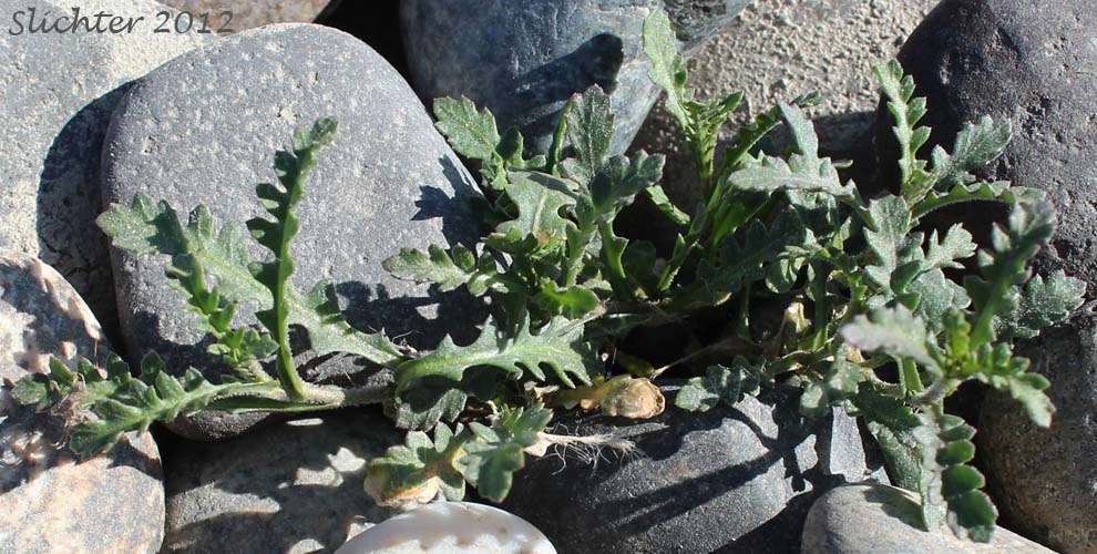 Columbia Cress, Columbia Yellowcress, Columbian Yellowcress: Rorippa columbiae (Synonyms: Nasturtium columbiae, Nasturtium sinuatum, Nasturtium sinuatum var. columbiae, Radicula columbiae, Rorippa calycina, Rorippa calycina var. columbiae, Rorippa sinuata var. columbiae)