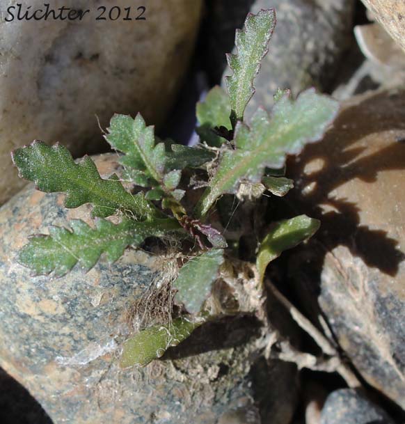 Columbia Cress, Columbia Yellowcress, Columbian Yellowcress: Rorippa columbiae (Synonyms: Nasturtium columbiae, Nasturtium sinuatum, Nasturtium sinuatum var. columbiae, Radicula columbiae, Rorippa calycina, Rorippa calycina var. columbiae, Rorippa sinuata var. columbiae)