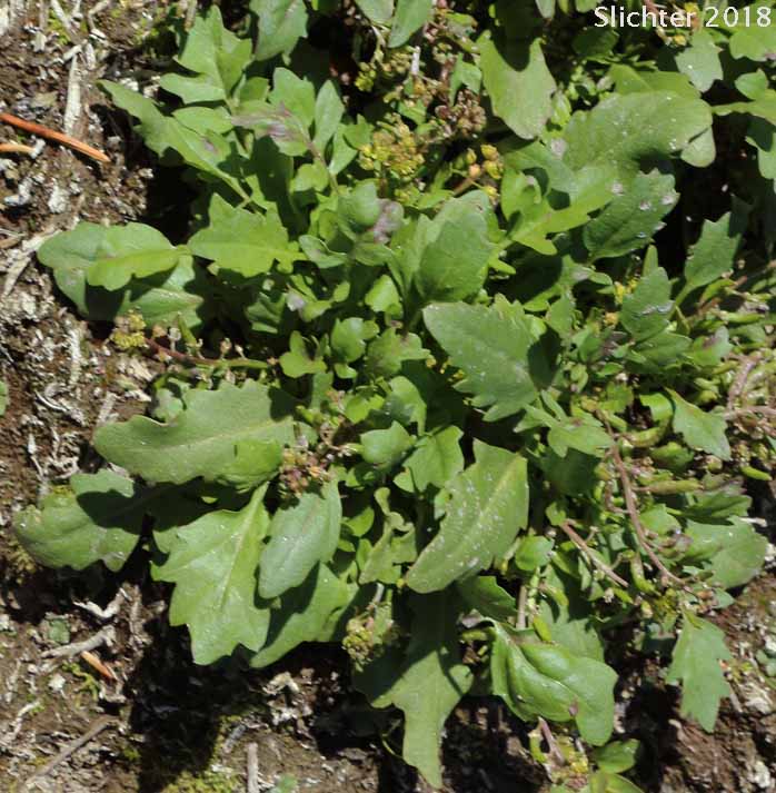 Abrupt Bluntleaf Yellowcress, Bluntleaf Yellowcress, Bluntleaved Yellowcress: Rorippa curvipes (Synonyms: Rorippa curvipes var. curvipes, Rorippa curvipes var. truncata)