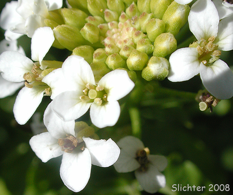 Flowers of Watercress: Nasturtium officinale (Synonyms: Rorippa nasturtium-aquaticum, Sisymbrium nasturtium-aquaticum)