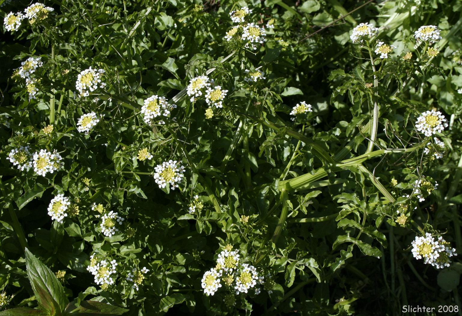 Watercress: Nasturtium officinale (Synonyms: Rorippa nasturtium-aquaticum, Sisymbrium nasturtium-aquaticum)