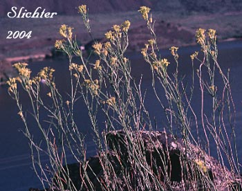 Flaxleaf Plainsmustard, Flaxleaved Plainsmustard, Flax-leaved Plains Mustard, Lava Cress, Salmon River Plainsmustard: Sisymbrium linifolium (Synonyms: Schoenocrambe linifolia, Schoenocrambe linearifolia, Sisymbrium linifolium)
