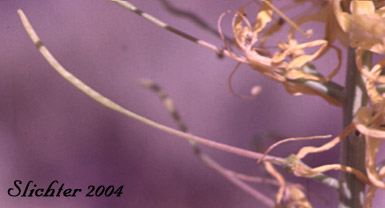 Silique of Bush Stanleya, Bushy Stanleya, Prince's Plume: Stanleya pinnata var. pinnata