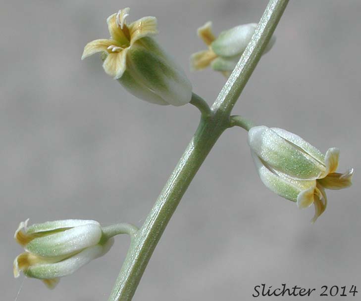 Beaked Streptanthella, Longbeak Streptanthella, Long-beaked Fiddle Mustard, Streptanthella: Streptanthella longirostris (Synonym: Streptanthella longirostris var. derelicta)
