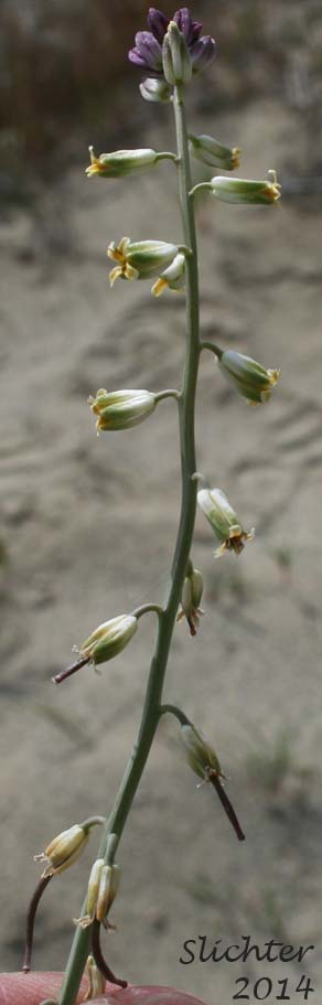 Beaked Streptanthella, Longbeak Streptanthella, Long-beaked Fiddle Mustard, Streptanthella: Streptanthella longirostris (Synonym: Streptanthella longirostris var. derelicta)