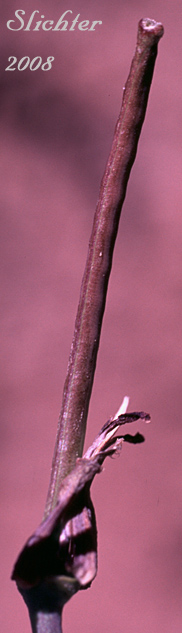Long, cylindrical fruit of Heartleaf Streptanthus, Heartleaf Twistflower, Heart-leaved Jewelflower: Streptanthus cordatus var. cordatus