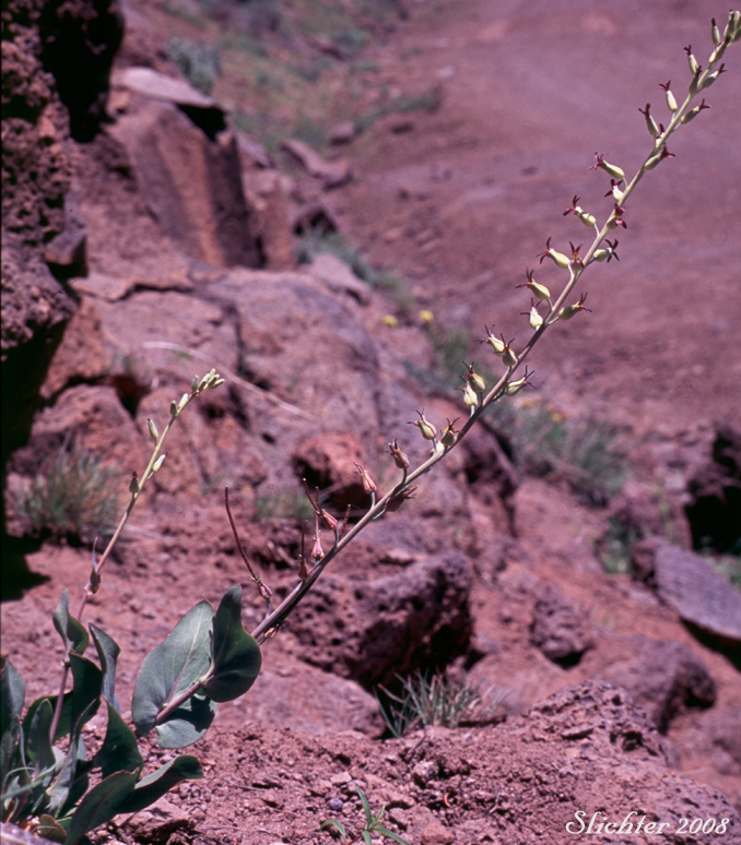 Heartleaf Streptanthus, Heartleaf Twistflower, Heart-leaved Jewelflower: Streptanthus cordatus var. cordatus