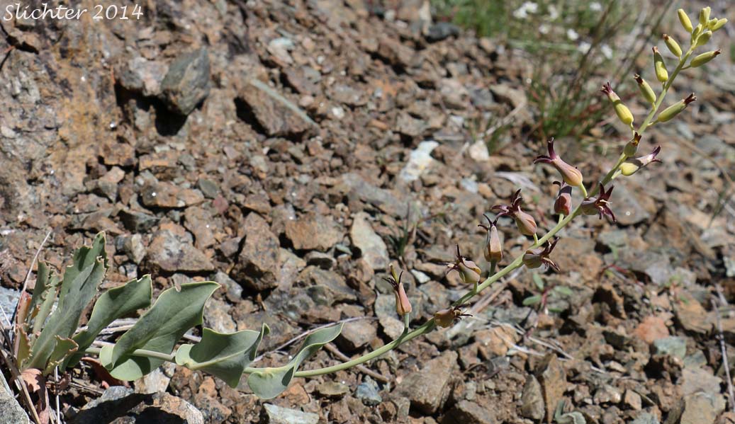 Heartleaf Streptanthus, Heartleaf Twistflower, Heart-leaved Jewelflower: Streptanthus cordatus var. cordatus