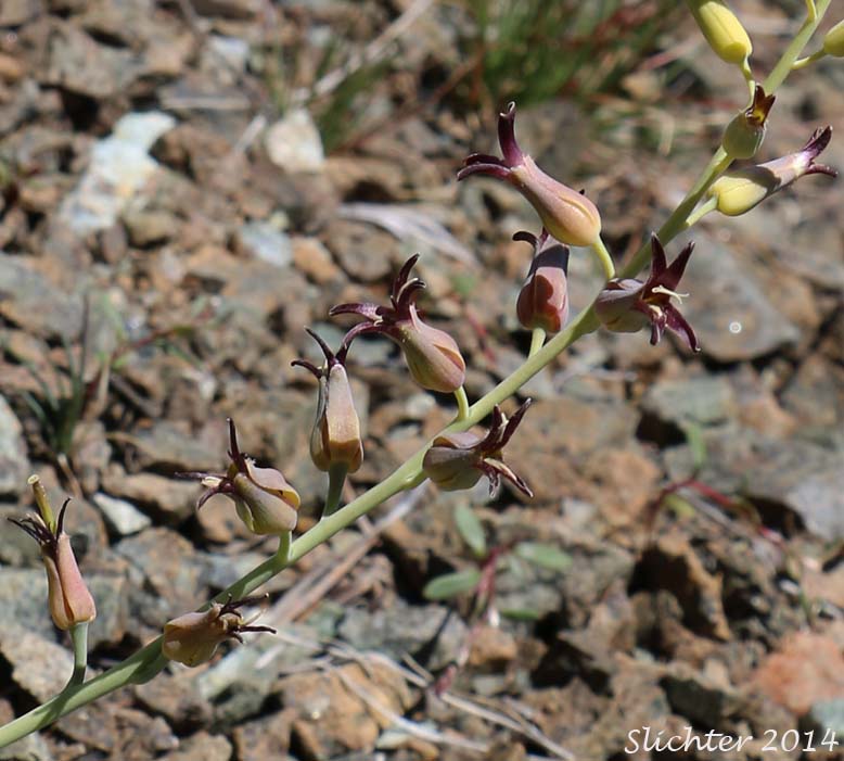 Inflorescence of Heartleaf Streptanthus, Heartleaf Twistflower, Heart-leaved Jewelflower: Streptanthus cordatus var. cordatus